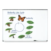 Thumbnail 2 of Learning Resources Магнитен комплект Жизнен цикъл на пеперуда