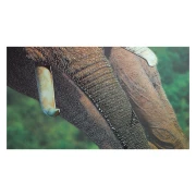 Thumbnail 3 of Skag Папка AR, картонена, с ластик, 25 х 35 cm, слон