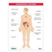 Thumbnail 1 of Office 1 Ученическо табло ''Ендокринна система'', 70 x 100 cm