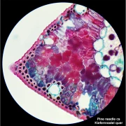 Thumbnail 2 of Bresser Микроскоп Researcher Bino, 40x - 1000x