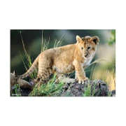 Thumbnail 5 of Herma Подложка за бюро, 55 x 35 cm, с африкански животни