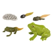 Thumbnail 3 of Жизнен цикъл на жаба Eduplay