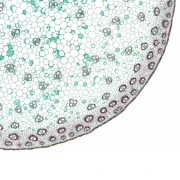 Thumbnail 2 of Bresser Микроскопски препарати, 10 броя