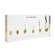 Thumbnail 1 of Nowa Szkola Модел на процес на растеж на царевица