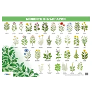 Thumbnail 1 of Office 1 Ученическо табло ''Билките в България'', 70 x 100 cm