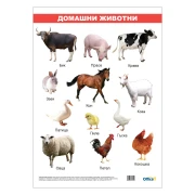 Thumbnail 1 of Office 1 Ученическо табло ''Домашни животни'', ламинирано, 50 x 70 cm, модел 2