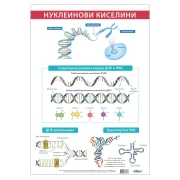 Thumbnail 1 of Office 1 Ученическо табло ''Нуклеинови киселини'', 70 x 100 cm