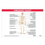 Thumbnail 1 of Office 1 Ученическо табло ''Костна система'', 100 x 70 cm