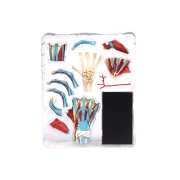 Thumbnail 2 of Gelsonlab Модел на ръка