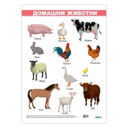 Thumbnail 1 of Office 1 Ученическо табло ''Домашни животни'', ламинирано, 50 x 70 cm, модел 1