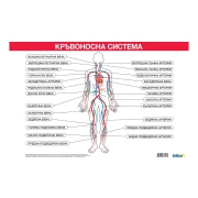 Thumbnail 1 of Office 1 Ученическо табло ''Кръвоносна система'', 100 x 70 cm