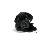 Thumbnail 2 of Пад за мишка TNB Illustrated Dog, 3 mm