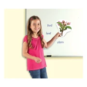 Thumbnail 2 of Learning Resources Магнитен комплект Жизнен цикъл на растенията