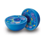 Thumbnail 1 of Learning Resources Модел на животинска клетка напречно сечение