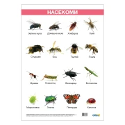 Thumbnail 1 of Office 1 Ученическо табло ''Насекоми'', ламинирано, 50 x 70 cm