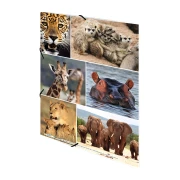 Thumbnail 2 of Herma Папка Animals, картонена, с ластик, A4, с африкански животни