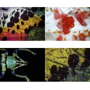 Thumbnail 6 of Bresser Микроскоп, дигитален, USB, 10x - 280x