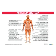 Thumbnail 1 of Office 1 Ученическо табло ''Мускулна система'', 100 x 70 cm