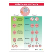 Thumbnail 1 of Office 1 Ученическо табло ''Мейоза'', 70 x 100 cm