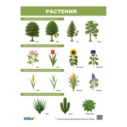 Thumbnail 2 of Office 1 Ученическо табло ''Растения и животни'', двустранно, 50 x 70 cm