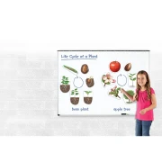 Thumbnail 2 of Learning Resources Магнитен комплект Жизнен цикъл на растенията