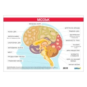 Thumbnail 1 of Office 1 Ученическо табло ''Главен мозък'', 100 x 70 cm