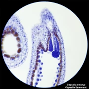 Thumbnail 7 of Bresser Микроскоп Researcher Bino, 40x - 1000x