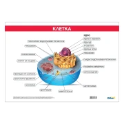 Thumbnail 1 of Office 1 Ученическо табло ''Устройство на клетката'', 100 x 70 cm