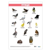 Thumbnail 1 of Office 1 Ученическо табло ''Птици'', ламинирано, 50 x 70 cm