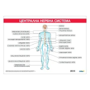 Thumbnail 1 of Office 1 Ученическо табло ''Централна нервна система'', 100 x 70 cm