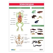 Thumbnail 1 of Office 1 Ученическо табло ''Земноводни'', 70 x 100 cm