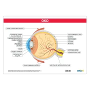 Thumbnail 1 of Office 1 Ученическо табло ''Око'', 100 x 70 cm