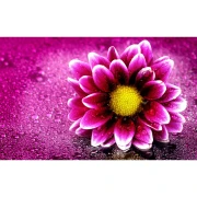 Thumbnail 2 of Глава на работен календар, лукс, 4+0, с капса