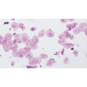 Thumbnail 3 of Bresser Микроскопски препарати, 10 броя