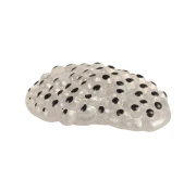 Thumbnail 2 of Жизнен цикъл на жаба Eduplay