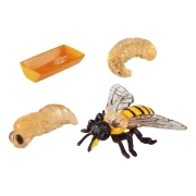 Thumbnail 5 of Жизнен цикъл на пчела Eduplay