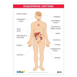 Снимка на Office 1 Ученическо табло ''Ендокринна система'', 70 x 100 cm