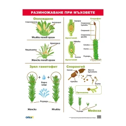 Снимка на Office 1 Ученическо табло ''Размножаване при мъховете'', 70 x 100 cm