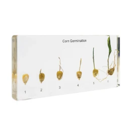 Снимка на Nowa Szkola Модел на процес на растеж на царевица