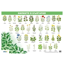 Снимка на Office 1 Ученическо табло ''Билките в България'', 70 x 100 cm