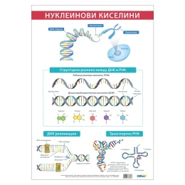 Снимка на Office 1 Ученическо табло ''Нуклеинови киселини'', 70 x 100 cm