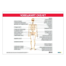 Снимка на Office 1 Ученическо табло ''Костна система'', 100 x 70 cm