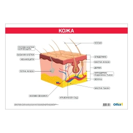 Снимка на Office 1 Ученическо табло ''Кожа'', 100 x 70 cm