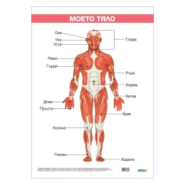 Снимка на Office 1 Ученическо табло ''Моето тяло'', ламинирано, 50 x 70 cm