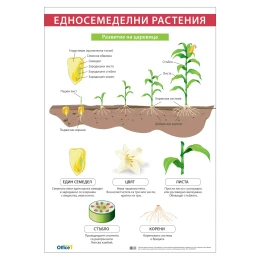 Снимка на Office 1 Ученическо табло ''Едносемеделни растения'', 70 x 100 cm