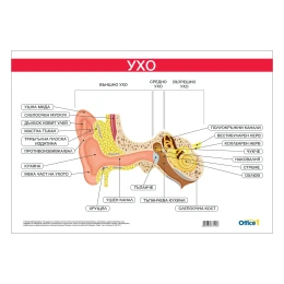 Снимка на Office 1 Ученическо табло ''Ухо'', 100 x 70 cm