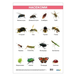 Снимка на Office 1 Ученическо табло ''Насекоми'', ламинирано, 50 x 70 cm