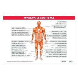 Снимка на Office 1 Ученическо табло ''Мускулна система'', 100 x 70 cm