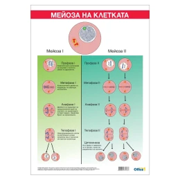 Снимка на Office 1 Ученическо табло ''Мейоза'', 70 x 100 cm