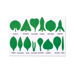 Снимка на Nowa Szkola Контролна карта - Форми на листа